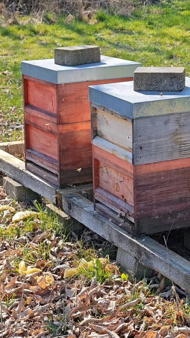 Bestes Flugwetter auf der LiFarm Streuobstwiese. . .
6 Völker werden wir dieses Jahr auf der Wiese haben, dass entspricht mehr als dem Doppelten!
#bienen #honig #LiFarm #ferienwohnung #weserbergland