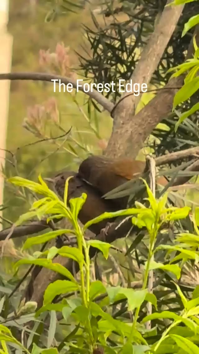If a slow break is what you crave, book your stay now.
Spot the birds, listen to their songs, breathe in crisp mountain air as you sip on the coffee, read a book, sit by a river and go for hikes and treks.
Come, let nature heal and rejuvenate you.
☎️7011366645
( the forest edge, tirthan valley, nature, Himalayas, himachal pradesh resort)