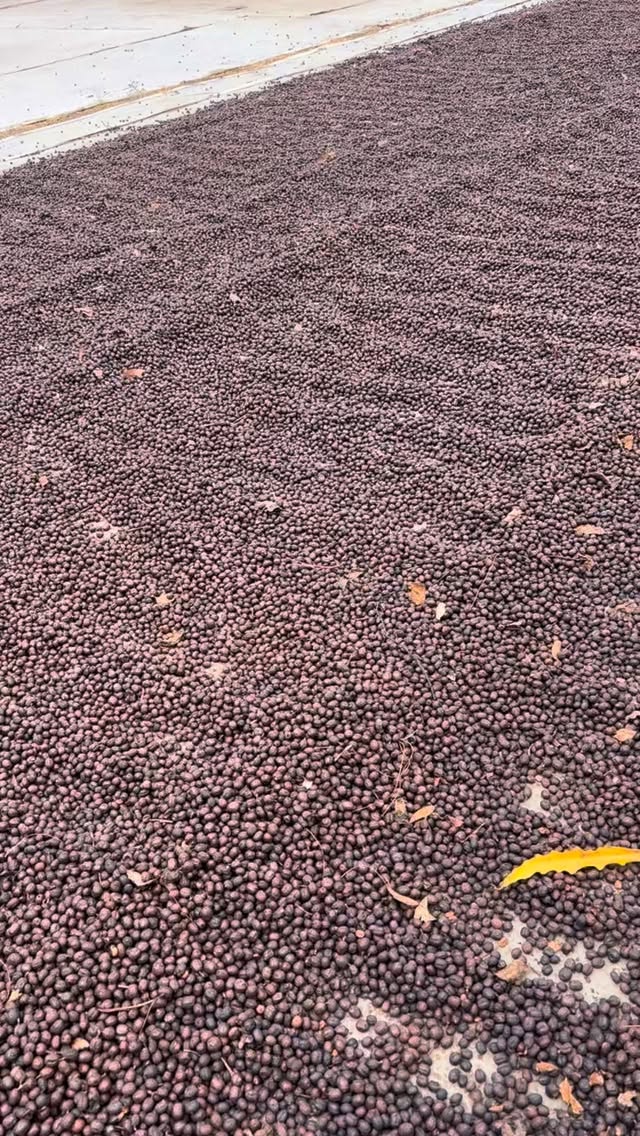 Happy international water day! 🌊
Water matters.
At El Gigante Coffee Estate, moving towards natural processing has allowed us to significantly reduce water use — saving over 1 million liters per harvest.
A step forward, from the farm.