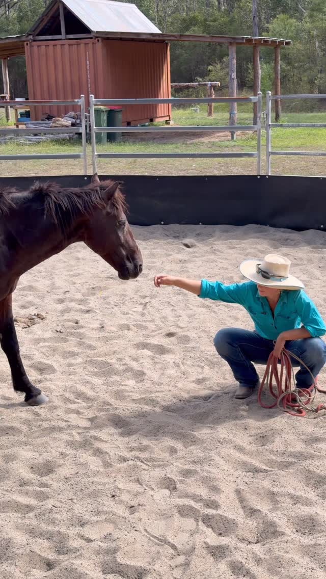 Plenty of special bonds being formed with brumby and handlers 😍 Day 4 some big milestones for these teams, can’t wait to see everyone progress more each day!
#brumby #wildhorse #horsemanship