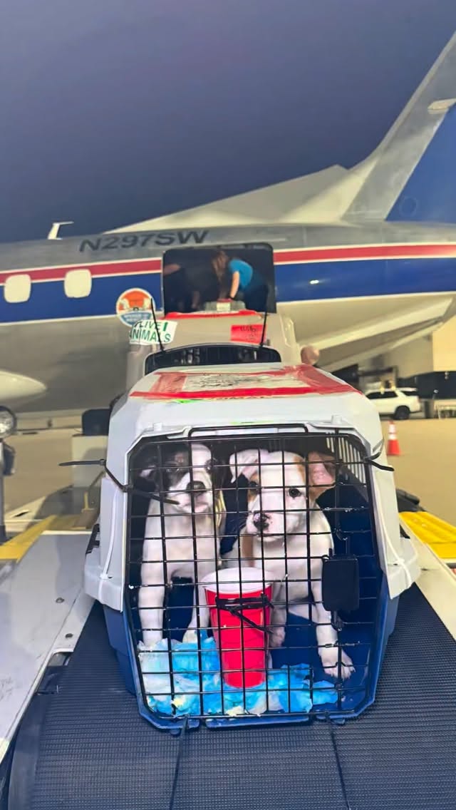 ‼️ Puppies don’t have to die.
Early tomorrow, we fly out of Los Angeles to respond to a crisis involving hundreds of pets from a single property.
Shelters were pushed beyond capacity, issuing 72-hour euthanasia alerts, some for puppies as young as 12 weeks old.
So we step in.
We’re transporting over 100 pets already in shelters to Chicago, creating immediate space so these confiscated pets can be cared for without losing innocent lives.
Wings of Rescue does not fly owned pets. These pets must remain local during the legal process. Our role is to relieve pressure, fast.
Right now, we need support.
Fuel costs have surged, and every flight is donor funded.
If you believe these pets deserve a chance, help us keep these flights in the air.
Donate now. Link in bio.
#LetTheFurFly