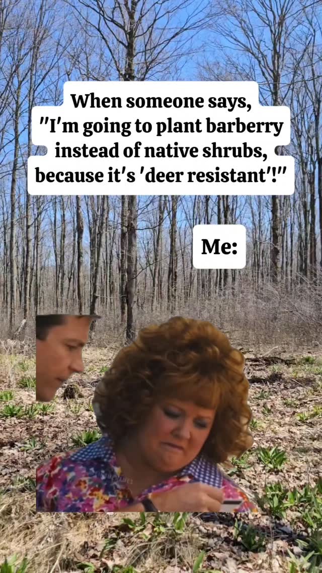 "Deer resistant", "quick spreading", "easy-to-grow", "grows anywhere" 🚩🚩🚩
These are all red flag terms to watch for when it comes to selecting ornamental plant species for your yard!
Often times widely adaptable, fast growing plants tend to be invasive, or at minimum will be aggressive or "weedy" in nature.
Some folks select invasive barberry for instance because deer avoid browsing on the thorny shrub. But this species is highly invasive in woodlands and can actually lead to increased levels of Lyme disease and other tick-borne illnesses.
✅️ Pro-tip: an indicator of a productive ecosystem or backyard habitat is evidence that your plants are being eaten!
Also, native plants have adapted to being nibbled on. If you protect them for a couple years while they establish, they will be able to withstand and support wildlife and insects.
*background video shows dense unmanaged invasive buckthorn infestation along property lines of a forest actively managed for invasives.
#invasivespecies #barberry #shrubs #buckthorn #Meme