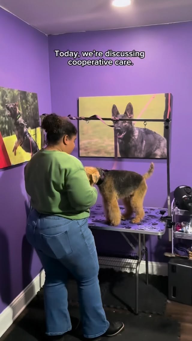 Cooperative care is a game changer
If your dog struggles with things like nail trims, grooming, or vet visits, this is where you start. Instead of forcing the process, we focus on building trust, clear communication, and confidence step by step.
Small wins turn into big progress when your dog understands what’s expected and feels safe in the process.
This is how we create dogs that can handle real life situations calmly and successfully.
Save this for later and follow @PurplePupsATL for more real training insight ✨
#cooperativegrooming #dogtraining #welshterriersofinstagram