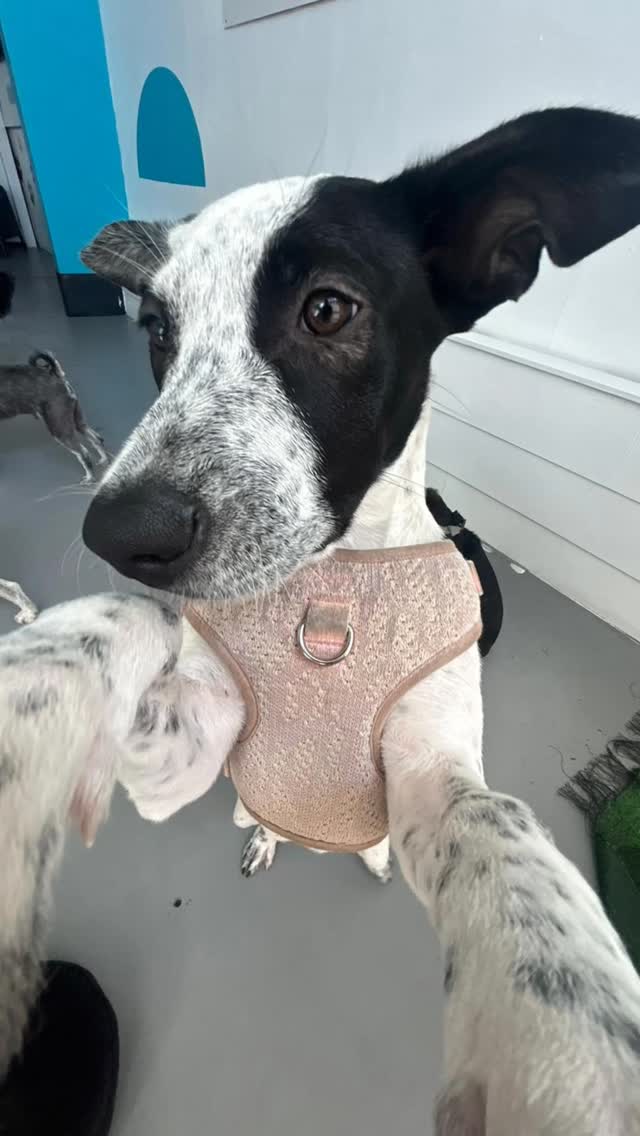 POV: the daycare teachers left their phones unattended 📸
#goldcoastdogs
#goldcoastpetcare
#goldcoastdogsofinstagram
#guessthedog
#goldcoastdoggydaycare