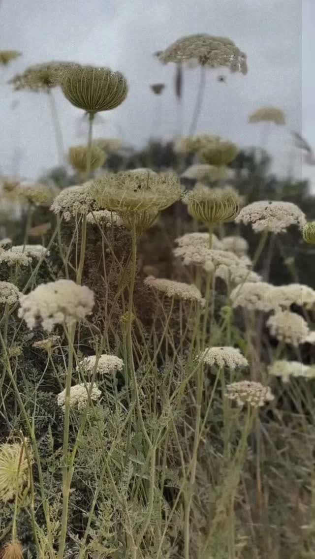  מתחם הבוצרס | יום שישי | 9:00–14:00 | יש מקלט
אנחנו פותחים את המתחם למפגש קצת אחר.
לפני החג, רגע לעצור, לסדר את הסדר, ולהיפגש.
כמיטב המסורת, אצרנו יחד עם אנשים שאנחנו אוהבים לעבוד איתם את כל מה שצריך לפסח,
מדברים קטנים למתנות ועד כל מה שנכנס לשולחן עצמו:
יין טבעי של עסיס 🍷
גבינות של פלורה מהצפון 🧀
מותססים של טנא מבית OCD 🫙
קרמיקה בעבודת יד של עדי ניסני עם פרחים 🌺🌸
מפות וטקסטיל בעבודת יד של רנגולי 🪡
יצירות עץ מרגשות של יובל בוכשטב 🪵
פריטי עיצוב מחומרים טבעיים של מאיה מור ☘️
וניחוחות טבעיים מהצפון של שדה 🪻
ויהיה גם פוד טראק,
פיצה מהטאבון למי שרוצה לעצור רגע ולהעמיס קצת פחמימות 🍕
וגם מתוקים בעבודת יד של רונית,
קפה טוב,
ויין של נטלי שימזג לכוסות,
כדי שתוכלו פשוט לבוא, להיות, ולנשום קצת אוויר של כפר.
יש מקלט סמוך למתחם.
יום שישי | 27.3
9:00–14:00
המייסדים 27, מתחם הבוצרס, רמות השבים
בואו לפרגן לעסקים קטנים שעבדו קשה לקראת החג,
ולצאת עם משהו הביתה, או פשוט עם רגע טוב באמצע התקופה 🤍