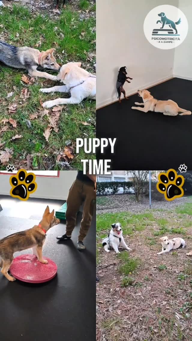 Puppy Time 🐾
Non vi ho ancora fatto conoscere il bellissimo gruppetto della classe attuale… ed è ora di rimediare 😏
Abbiamo Arturo, il piccolo Manchester tutto sprint 🐶
Blue, l’Australian sempre sul pezzo 💙
Freya, elegante lupetta cecoslovacca 🐺
e Kira, uno splendido mix tra maremmano e labrador 🤍
#psicomotricitàa4zampe #educazionecinofila #attivitàpercani #cuccioli #canirimini