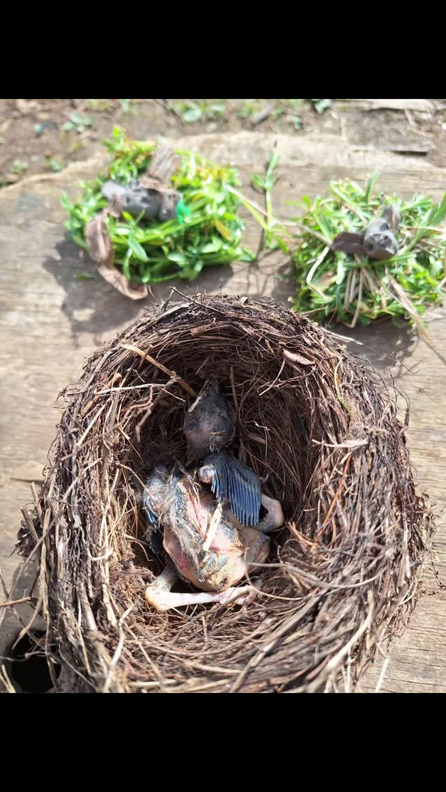 The children found an old nest in the hedge. We were already making birds nests with sticky weed this morning.
One of them thought we should put the dead chick in the nest.
So we did.
#outdoorlearning #playistheworkofchildhood