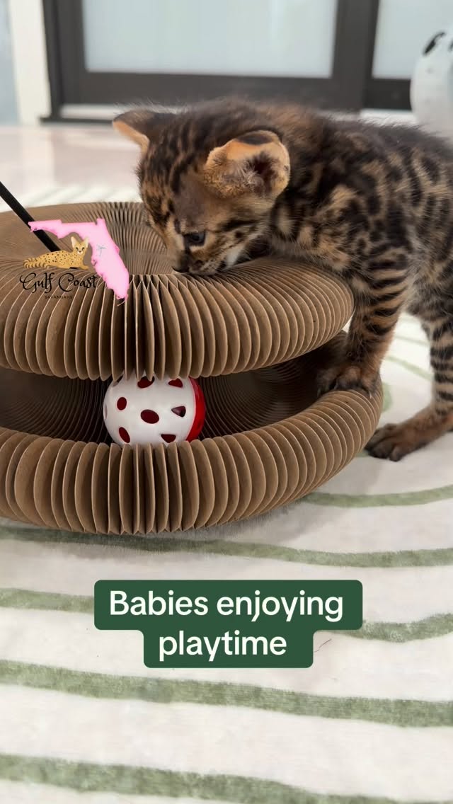 F3 Garbonzo and F3 Cleo are from different litters 2 weeks apart, but are going to to be best of friends!
They are both reserved 🎉 and going to stay together ❤️ Double the trouble! Double the fun! So excited for these two!
#doubletrouble #doublefun #cuteanimals #catvideos #fyp