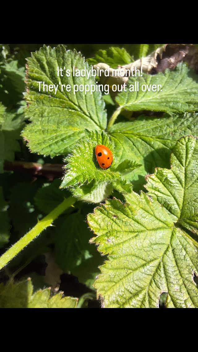 How many ladybird's have you seen this month?
The children are great at spotting them. The warmer weather & sunshine is bringing them out.
#ladybirdlove #natureconection