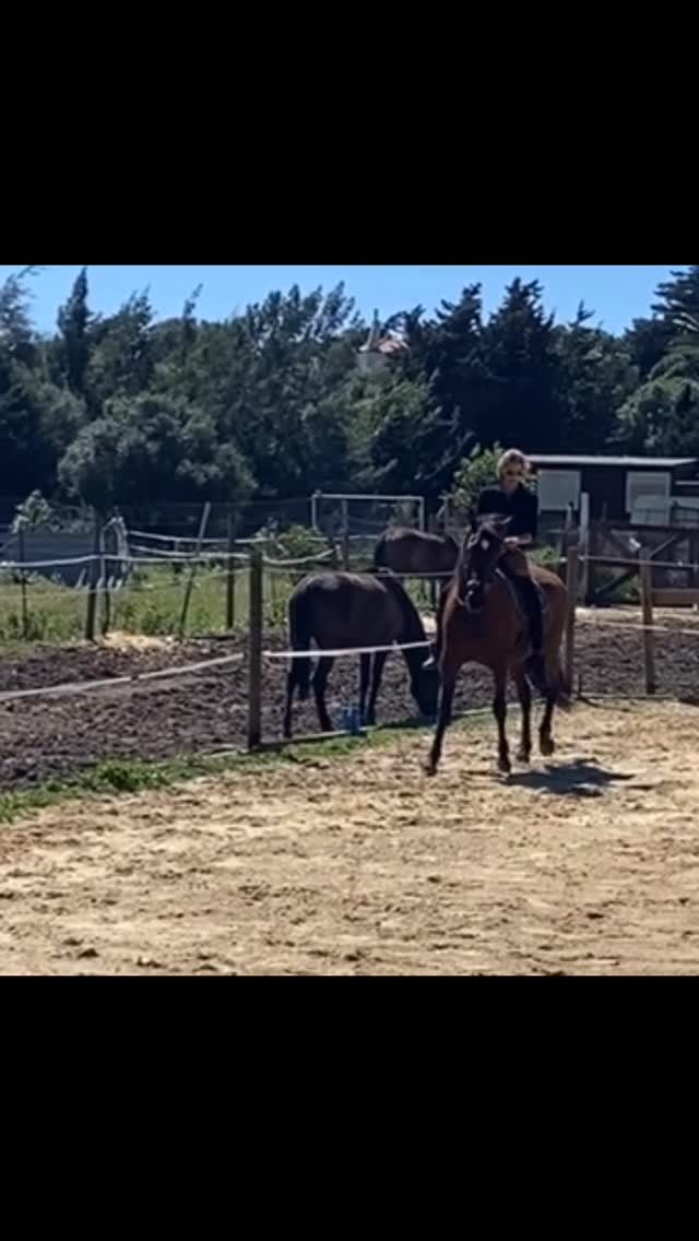 me alegro muchisimo, vamos con mas continuidad y estabilidad que hace unos meses. 💟
#movimientos laterales #attitude #domaacademica #doma alta #academichorsetraining