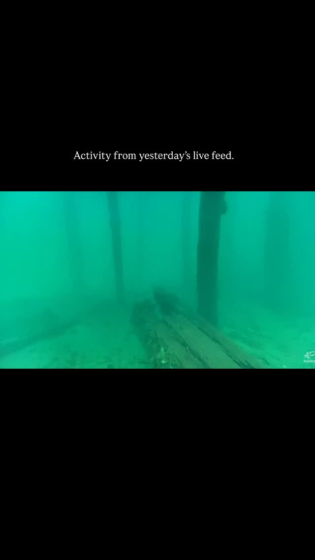 A rare and calm moment from our Edithburgh Jetty camera.
This kind of behaviour isn’t staged or predictable. It’s a glimpse into how marine life moves, interacts, and shares space in real time.
Moments like these remind us how much is happening beneath the surface, even when it looks still from above.
See more on AusOceanTV — link in bio
.
.
.
.
.
.
.
.
#dolphinwatching #edithburghjetty #algalbloom #southaustralia #marinelife
