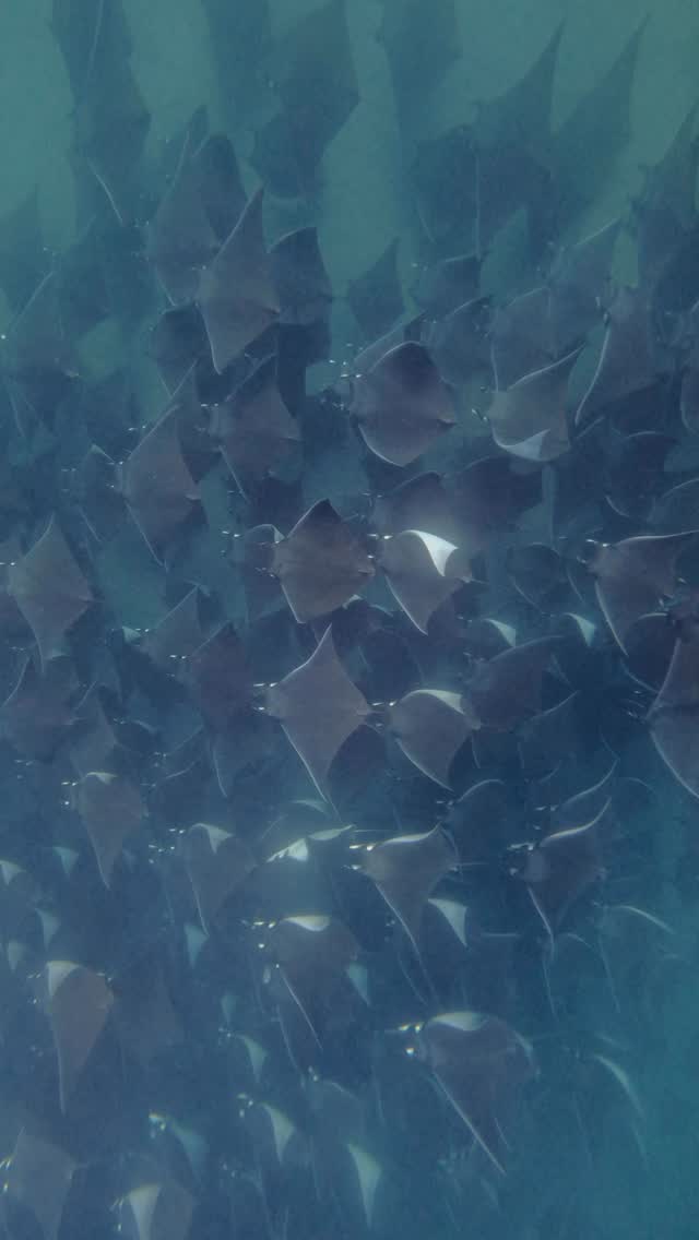 The greatest migration of Mobula munkiana occurs annually in the Gulf of California, along the coast of the Baja California Peninsula in Mexico. This event is considered the largest aggregation of any ray species in the world.
And it is happening now.
DM us for more information.