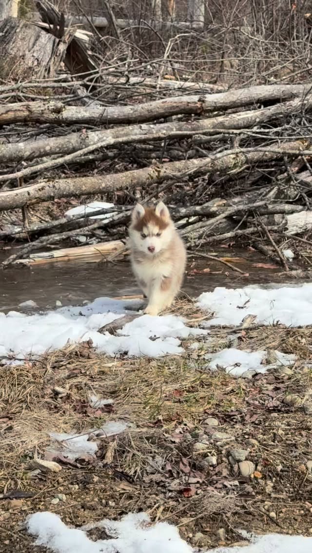 Jazz is quite the striking tiny husky 😍#pomskypuppy#huskymix#puppylife#puppies#blueeyes