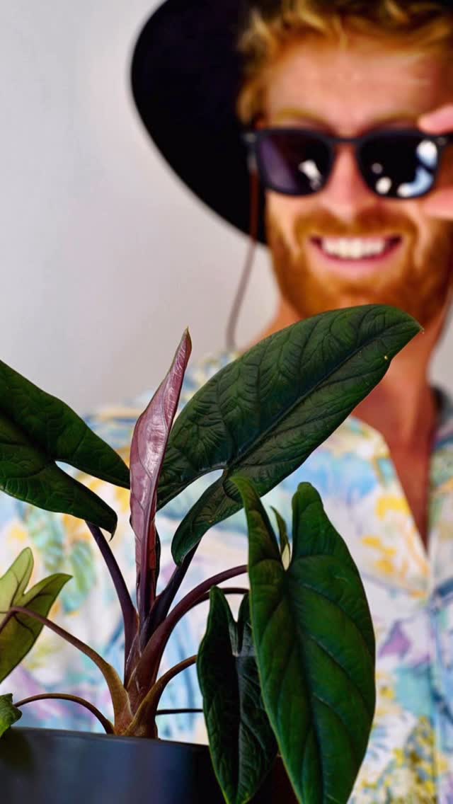 Welcome to Urban Botanist Indoor Plants! Home to exciting new releases for Alocasia, Philodendron and Anthurium. I source rare cultivars from local growers and abroad - New releases every 3 months. In house tissue culture lab and greenhouse in Muriwai, New Zealand.