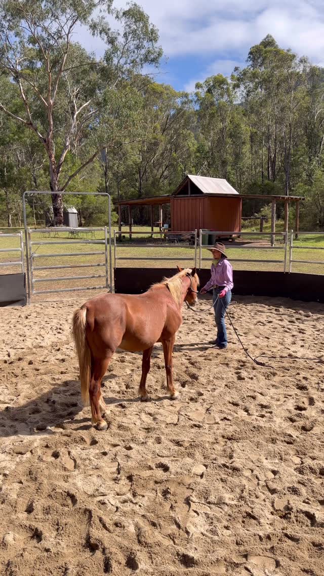 Snippets from a little picking up feet demo with brumby stallion Cash. This stallion was an absolute dude and the perfect student for participants to watch and learn how to build confidence in their brumby’s before picking feet up along with keeping themselves safe.
