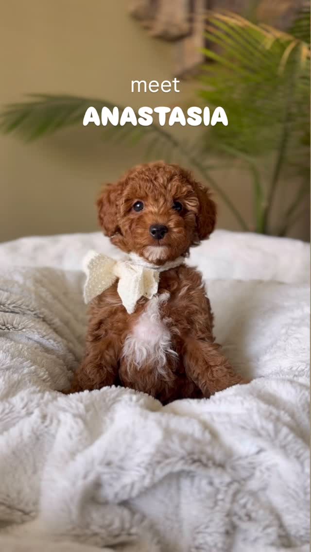 Anastasia 💕 still available—no fault of her own, just timing.
The sweetest, cuddliest girl who’s already potty trained and ready for her forever home 🐾
Teacup Goldendoodle
Expected to be 10–14 lbs full grown
Message me ‘PUPPY’ if you’re her person 🤍
.
.
.
.
.
.
.
#doodlesofinstagram #puppyforsale #availablepuppy #ethicalbreeder #teacupgoldendoodle