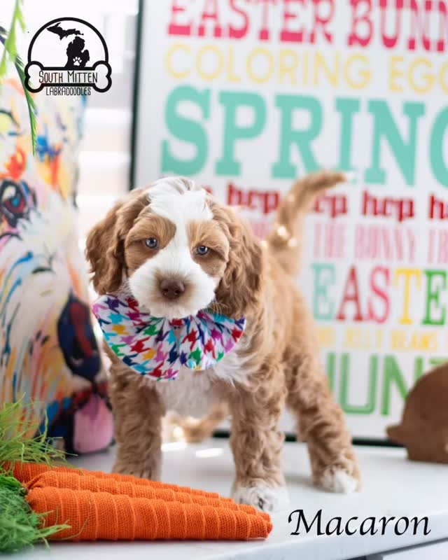 Our “Parisian pups” are flying on out of here this week and it’s exciting (and bittersweet!) to hear their new names coming in as they’ve been matched with their wonderful families ! This litter has been a dream to work with and we will certainly miss “mes petits chouchous”!