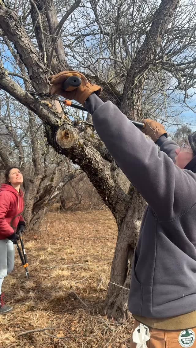 Late winter and early spring offer great conditions for pruning apple trees in Maine! GRLT staff pruned several old apple trees at the Langlais Art Preserve to rejuvenate them and keep them healthy.
We’re looking forward to seeing these trees flourish in summer, fall, and for years to come! 🍎
#georgesriverlandtrust #langlaisartpreserve #maine #maineapples