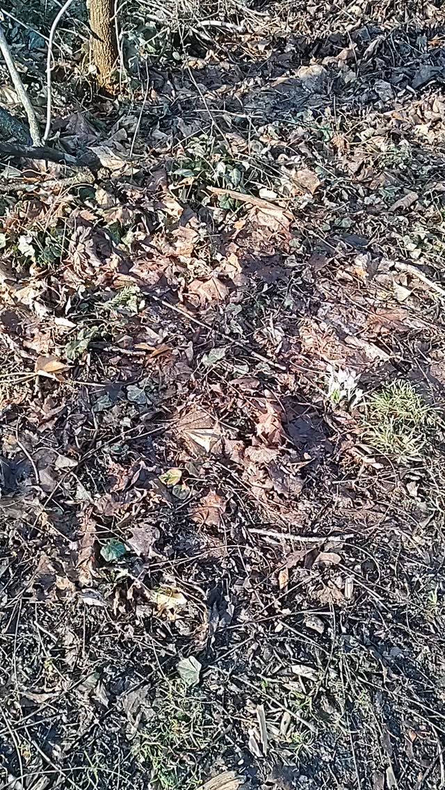 It's seriously the most beautiful time of year for Walk and Talk guys. These are some little crocus friends I met on the trail today 💜💜💜
Care to join me on a Walk and Talk? You can now book sessions in via my website --Link in bio!
Happy spring to all 🌷☔