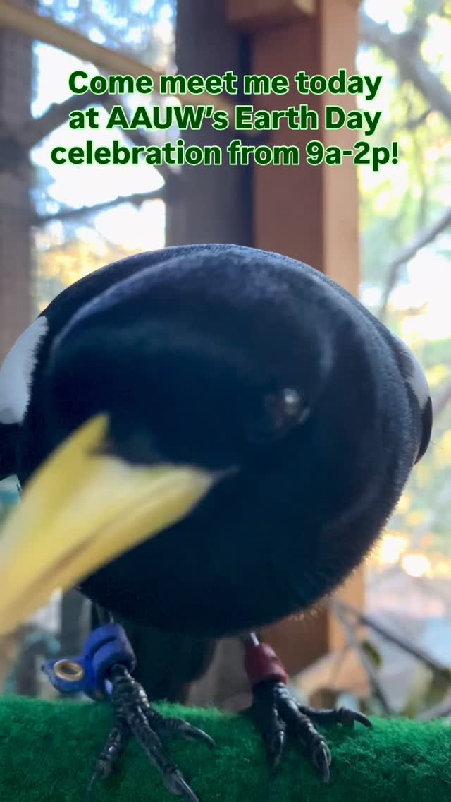 WERC will be at Morgan Hill’s Community and Cultural Center from 9a-2p. Come meet Eureka, along with Luna, Oreo, and other ambassadors! 🦉
🌎 @aauwmh is celebrating Earth Day with local craft and plant vendors, food trucks, live music, and a kids activities zone! Entry is free and there’s something for the whole family! Come check it out! 🌲🌳