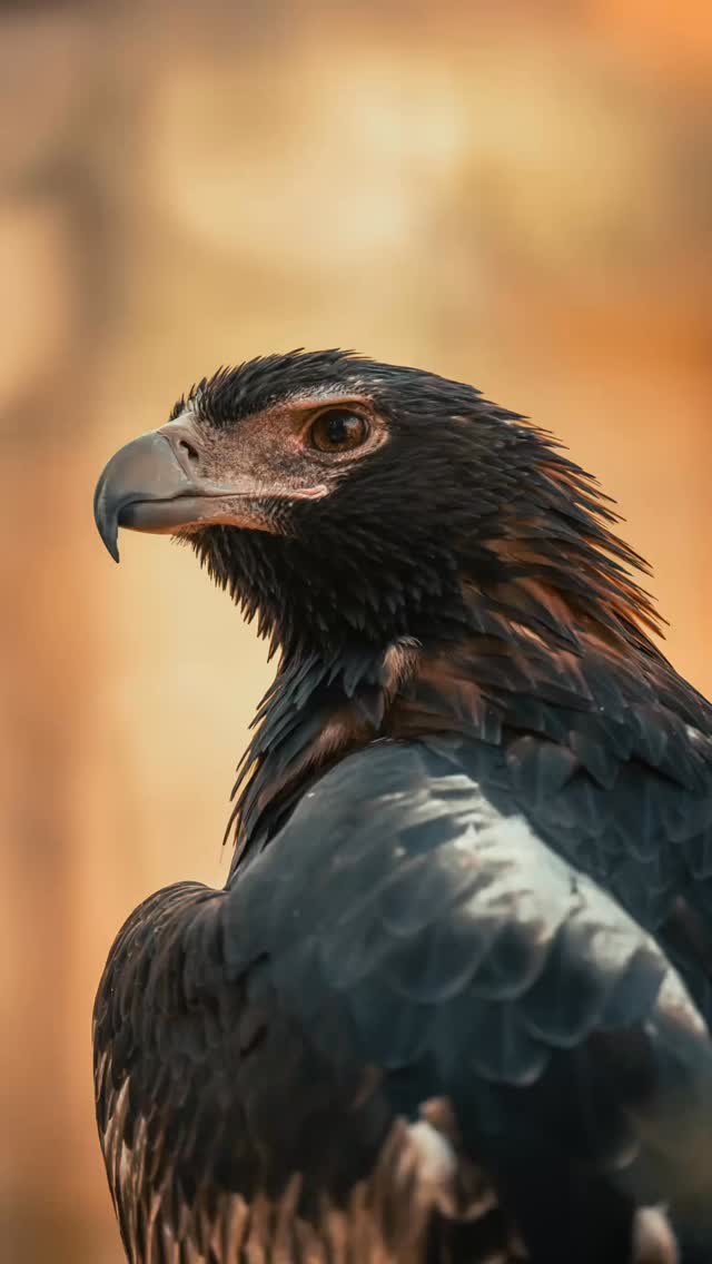 📢 PUBLIC SERVICE ANNOUNCEMENT 📢
Attention feathered freeloaders,
We need to talk…
Photographers spend hours—sometimes days—planning the perfect shot.
Then you roll in with full main character energy like “look at moi,” and park yourself exactly in the frame.
It’s not right.
And the timing? Impeccable.
You wait… you watch…
We hit the shutter—
you move.
That’s not instinct. That’s sabotage. It’s recreational terrorism.
We deserve better.
Instead, we get a perfect shot…
featuring you… out of focus… like a flying interruption.
⸻
I will be documenting all offences.
You are now on the Naughty Bird List™.
⸻
And yes—today is International Bird Day.
This isn’t a celebration.
This is a warning.
#wildlife #wildlifephotography #birdsofinstagram #internationalbirdday #birds