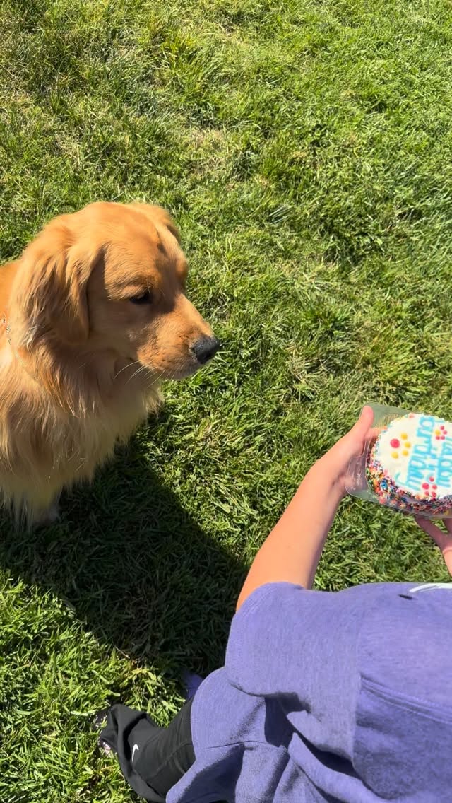 Happy 2nd Birthday Whisky!🎂We hope you enjoyed your cake! #happybirthday #dogbday
