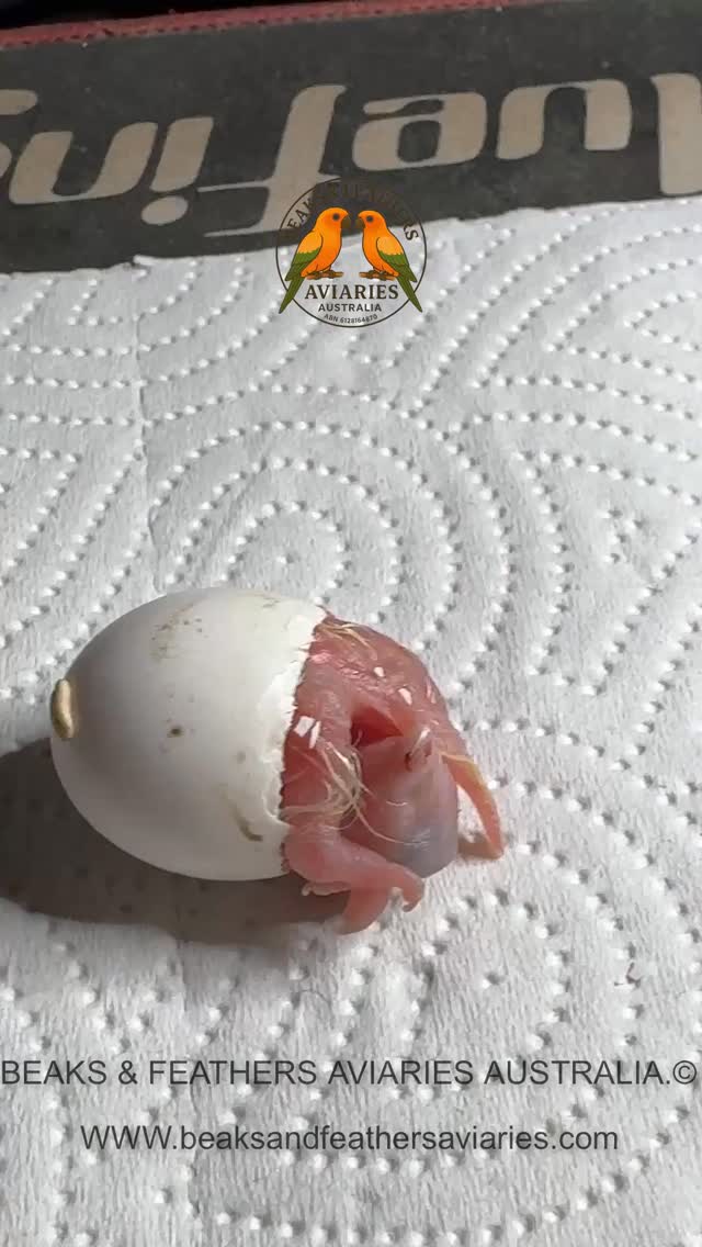 An update on how the assisted-hatched baby Sun conure is doing after 5 days. And the first day's feeding sheet, we do for every feed. It started off at 5.44 grams at hatch and 12 grams empty, waiting for its morning feed. 🥰
#piedsunconure
#recessivepiedsunconures
#yellowsunconure
#babyparrots
#cutebabyparrots
#handraisedparrots
#parrotlove