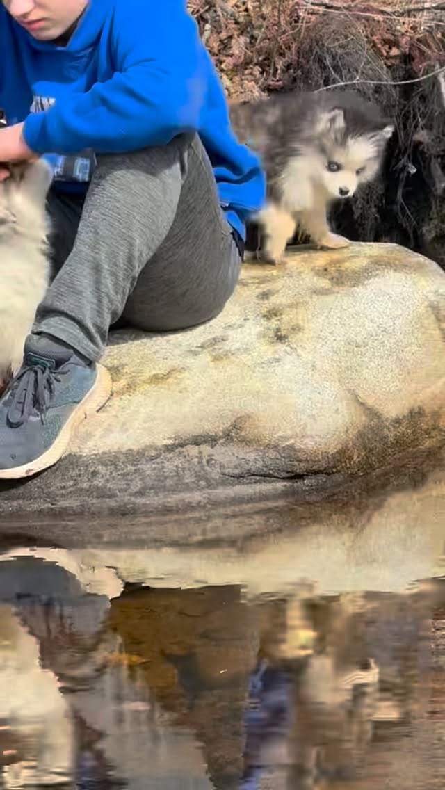 Tiny mud puppy!❤️#pomsky#huskymix#puppers#spring#puppies