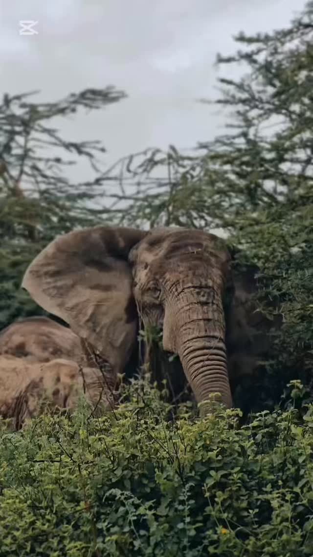 Magic of the Crater: Tanzania Safari Experience
Discover the beauty of Ngorongoro Crater in Tanzania — a place where wildlife lives together in one incredible landscape.
Watch a giant African Elephant feeding peacefully, while a powerful Lion rests nearby. See fast-moving Thomson’s Gazelle and beautiful Plains Zebra crossing the plains.
Near the water, pink Flamingo create a colorful and stunning view.
This is the true magic of Ngorongoro — many animals, one unforgettable safari experience.
📸 Perfect for wildlife lovers & photographers
🌿 See multiple animals in one game drive
🦁 One of the best safari destinations in Africa
✨ Book your Tanzania safari today!
📲 https://wa.me/255744391567
🌍 http://www.meilleurtours.com
📧 meilleurtours@gmail.com
#NgorongoroCrater #TanzaniaSafari #WildlifeExperience #AfricanSafari #SafariLife ExploreTanzania NatureLovers BigFive TravelAfrica