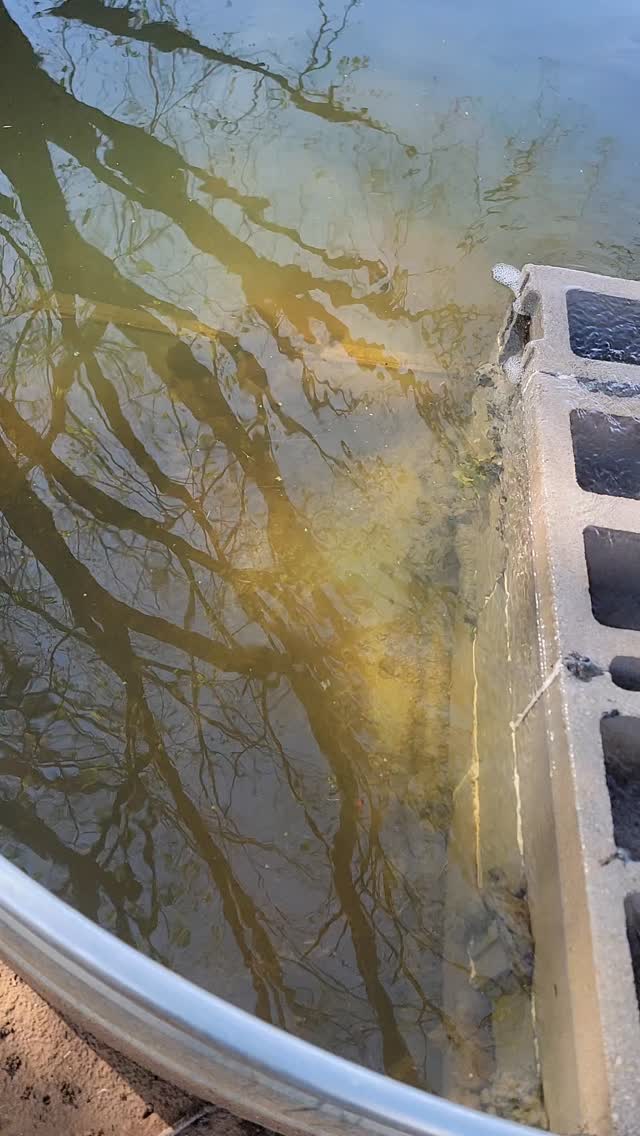 The bog filter on the 700 gallon stock tank in action!