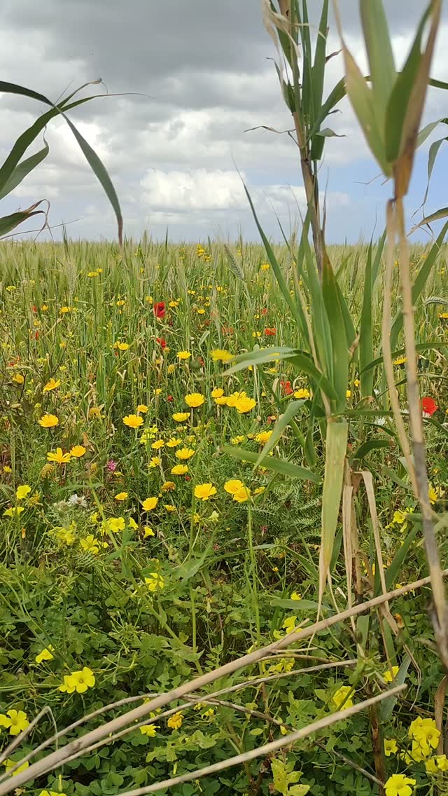 Whatever the weather, find your space, bloom anyway.
#leadershipcoaching
#resilience
#personalgrowth