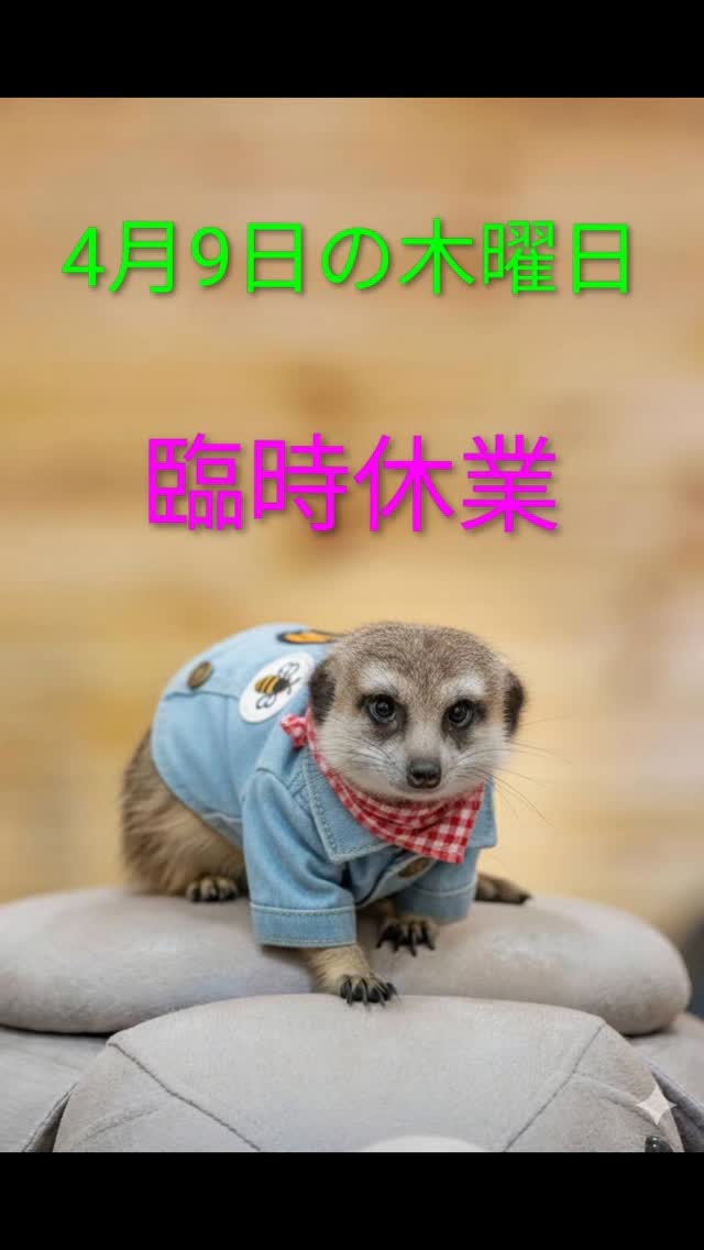 こんばんわ😆
アニマルカフェ
ほっこり空間あしびなぁです✨
ご来店頂きありがとうございました🤗
ペットシッターご予約の為
明日4月9日の木曜日は
臨時休業
させて頂きます🙇
宜しくお願い致します🐰🐢🦔
営業時間の変更・臨時休業をさせて頂く場合がございますので
ご来店前にお電話にてご確認ください。
お手数ですが宜しくお願い致します🙇
🐭🐭お知らせ🐹🐹
ペットシッターやミニミニ移動動物園ご予約承り中です✨
店内のオリジナル商品やペットフード、ペットケアグッズのみのご購入も可能です😆
お気軽にお越しください😊
🦔🐹アニマルカフェ
🦝🐶ほっこり空間あしびなぁ
🏠大阪府豊中市蛍池中町3-9-22
🚈大阪モノレール蛍池駅から徒歩3分🚶🚶
🚃阪急蛍池駅から速歩き3分🏃🏃
#大阪アニマルカフェ #豊中市アニマルカフェ
#小動物カフェ
どうぶつふれあい
どうぶつすきなひとと繋がりたい
小動物すきな人と繋がりたい
爬虫類好きの人と繋がりたい
エキゾチックアニマル
アニマルカフェほっこり空間あしびなぁ
大阪空港
阪急蛍池駅
大阪モノレール蛍池駅
#ペットシッター
移動動物園
愛犬飼育管理士 .動物介護士. 元動物園飼育員
おおさか
池田市.箕面市.#豊中
吹田市
ひょうご
川西市.宝塚市.伊丹市