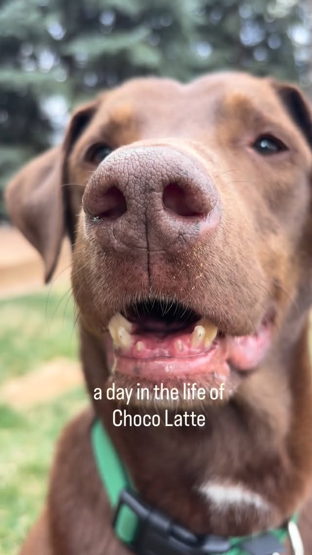 ***ADOPTED*** POV: your dog is low-maintenance, sweet as can be, great with dogs and cats, and just wants to hang out with you all day 🤩
Meet Choco Latte 🐾 your future favorite coworker, walking buddy, and professional relaxer.
This sweet, soulful guy has officially graduated from chaotic puppy energy and is now living his best life as a calm, go-with-the-flow companion. His perfect day? A nice walk, some quality time with his people (and maybe a kitty friend 🐱), a few snacks, and a long, cozy nap in the sun.
Choco is the definition of easy to love, easy to live with. He’s great with other dogs, totally cat-approved, friendly with people, and has lovely house manners. He’ll happily nap at your feet while you work, ride shotgun on errands, and join you for a stroll around the neighborhood.
He’s got that perfect Lab balance — down for a walk or some playtime, but equally committed to couch time and soaking up the sunshine ☀️
The only thing on Choco’s wishlist? A human (or family) who is home more often than not. He loves being with his people and thrives on that companionship.
If you’re looking for a loyal, mellow, “just fits into your life” kind of dog… Choco Latte is ready to move in 🤎
If you are already an approved adopter and want to meet or adopt Choco, please contact your adoption coordinator. Or you can fill out an application at mhlrm.com
#labsofinstagram #rescue #milehighlabmission #adopt #denvercolorado