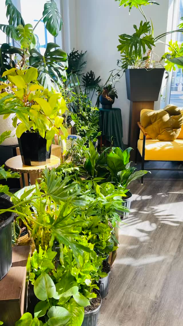 Shout out to plant lovers , it has been long wait for the good weather! We’re happy to say New plants just landed!
Fresh foliage, happy vibes, ready to go home with you. #springplants #plantsmakemehappy #petalwoodfloraldesign #plantshopwithme