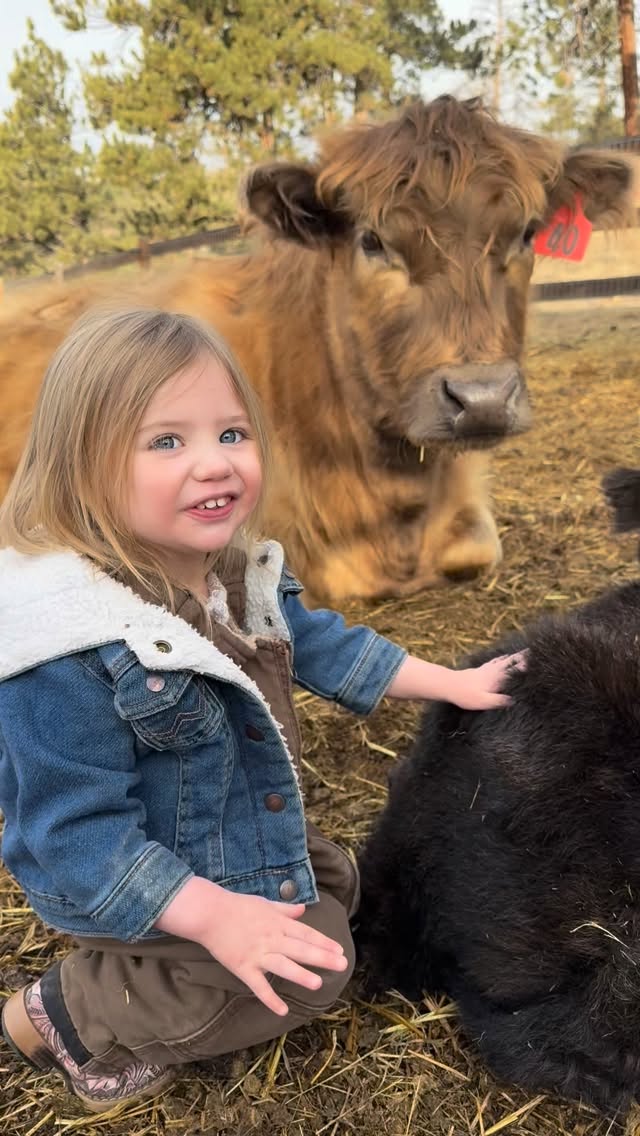 My calves bowing and dancing after watching Bridgerton Season 4
2026 calving countdown is on! 2 months!
#bridgerton #highlandcow #cowsofinstagram #farmlifebestlife #highlandcattle
