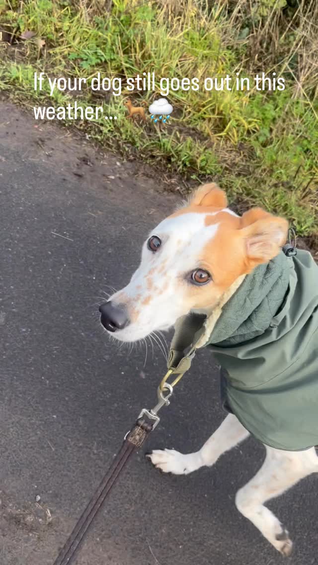 If you’re braving the storm today too… you’ll get this 🐾
Cosy snood + waterproof coat = ready for the outdoors and any approaching storms 💨🍃
#DogWalksUK
#WhippetLife
#DogsofInstagramUK
#HandmadeDogAccessories
#DogSnood