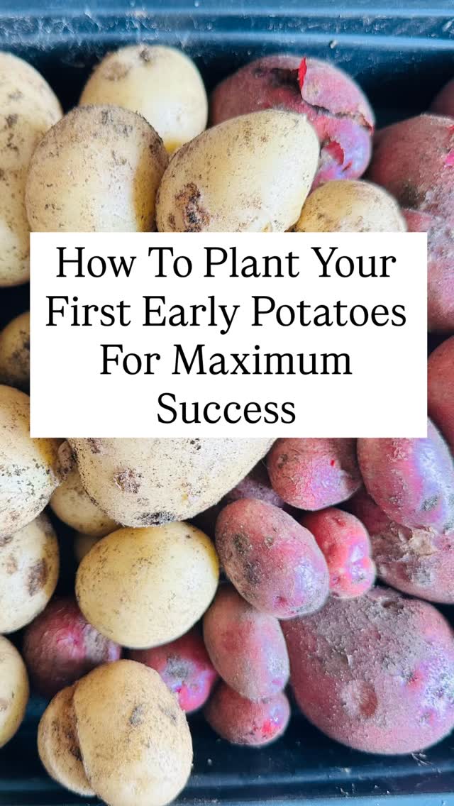 There’s nothing quite like the taste of a “new” potato harvested straight from your own soil. If you’re ready to get your First Earlies in the ground, here is a quick guide to getting them started:
🥔 The Quick Checklist
• When to plant: Usually between late March and mid-April, once the soil has started to warm up.
• Preparation: Ensure your tubers have been chitted (allowed to grow small green sprouts about 1-2cm long).
• Depth: Plant them about 10-12cm deep.
• Spacing: Aim for 25-30cm apart, with roughly 60cm between rows to allow for “earthing up.”
💡 Pro-Tips for Success
• The “Eye” Up: Always plant with the sprouts (the eyes) facing toward the sky.
• Frost Watch: First Earlies are tender. Which is why we grow them in bags in a covered area, if you are planting in the ground keep some horticultural fleece nearby to cover emerging shoots if a late spring frost is predicted.
• Earthing Up: Once the stems reach about 15cm high, draw soil up around them. This prevents the potatoes from turning green and encourages a bigger harvest.
Fun Fact: First Earlies are generally ready to harvest just 10 to 12 weeks after planting, usually right when the first flowers begin to open! There’s no better reward than that first buttery bite in June. Happy planting! #potato #springgarden #growyourown #veggies