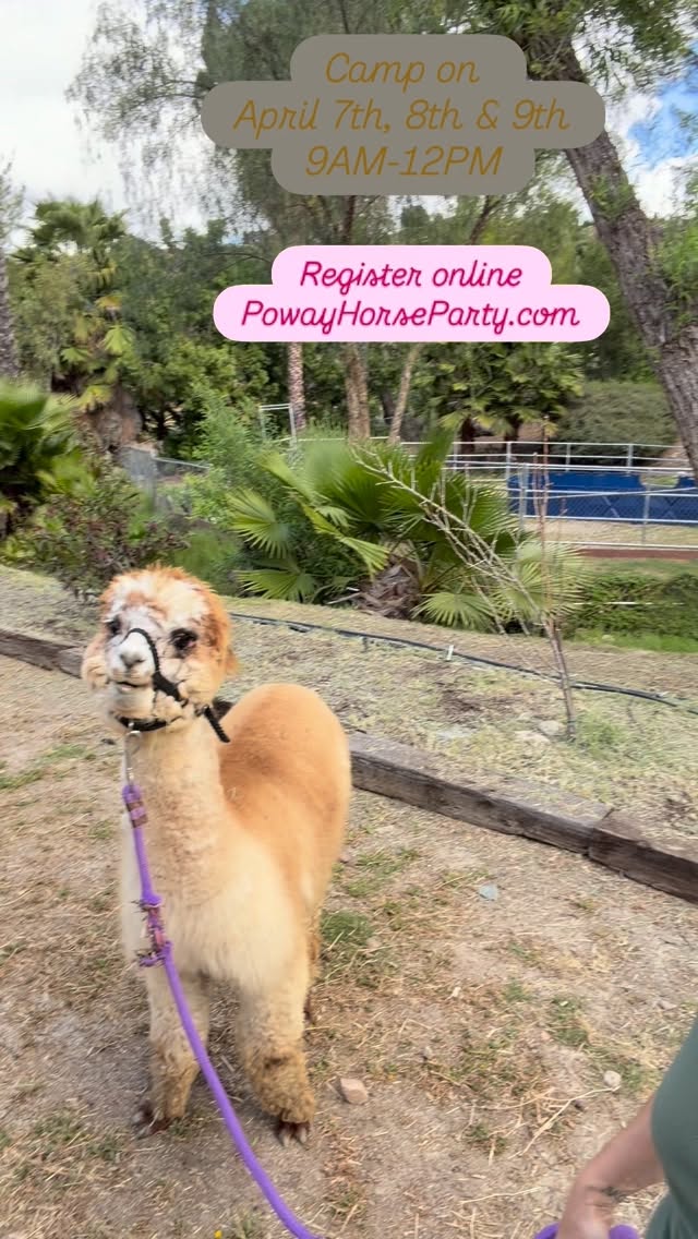 Spring break camp next week! April 7th, 8th & 9th, 9AM-12PM.
Register online: PowayHorseParty.com