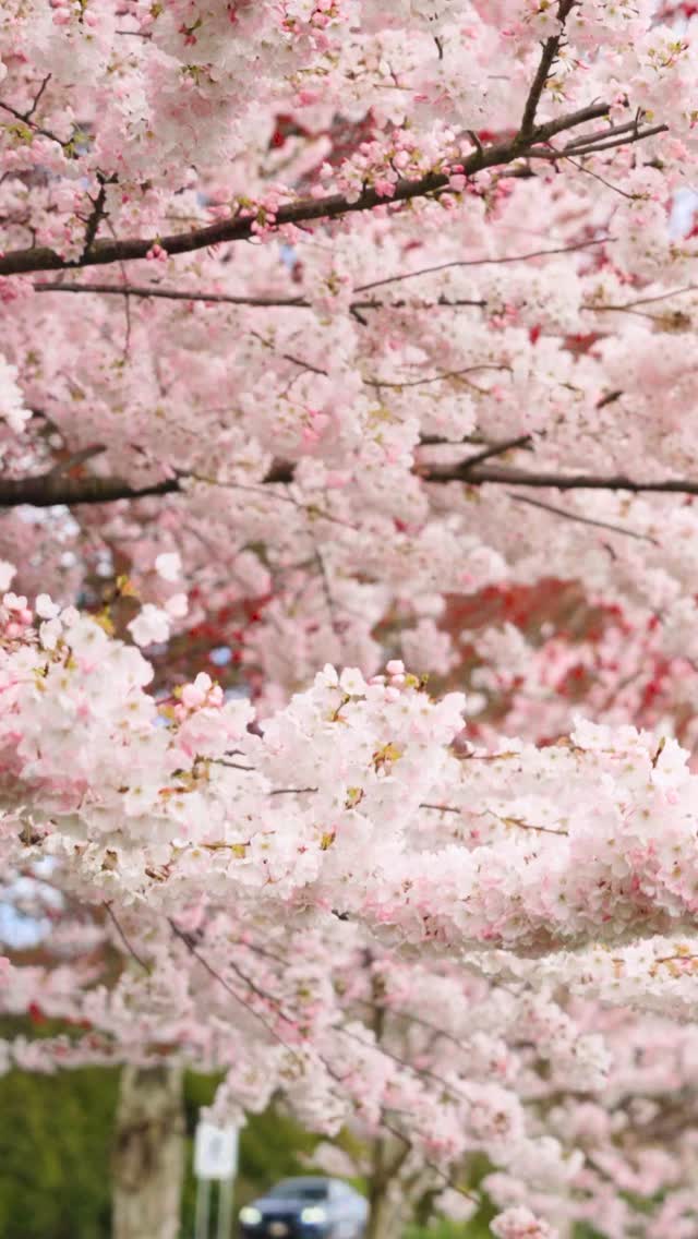 Cherry blossom season is shortâdonât miss out! đ¸
Take a stroll under the beautiful blossoms while theyâre blooming and enjoy a refreshing spring sip of our lovely 2023 RosĂŠ. Your perfect spring moment awaits at LuLu Island Wineryđˇ