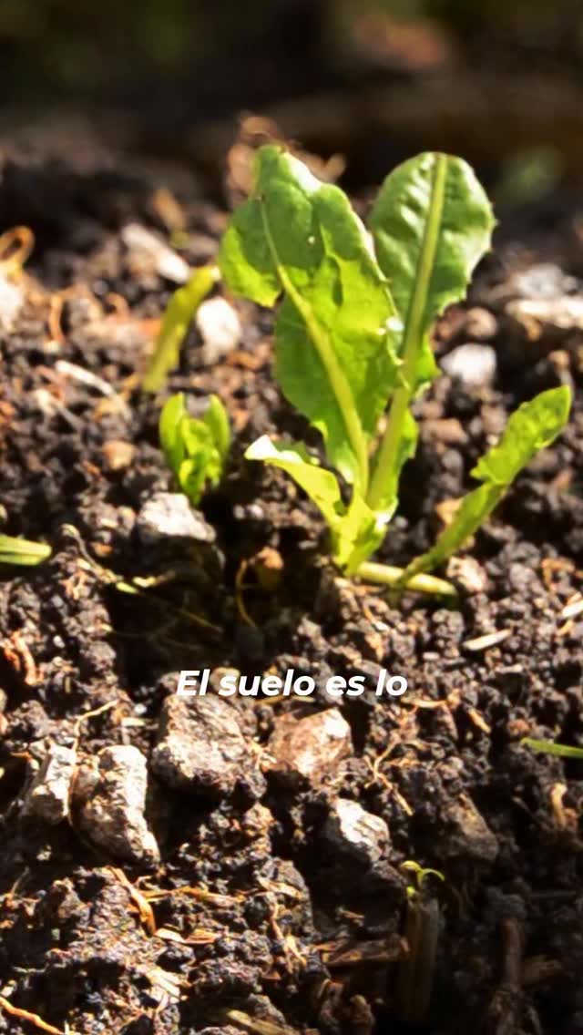 No es solo tierra, es suelo
Es la base de todo lo que crece
Es vida que se regenera bajo nuestros pies
Es el trabajo silencioso de quienes la cuidan día a día
Y también…
es el futuro que estamos sembrando hoy 🌱
Guarda este video si crees que la regeneración del suelo es parte del futuro
Y comenta SUELO si quieres recibir información sobre el curso de regeneración de suelos
#SueloVivo #AgriculturaRegenerativa #RegeneracionDeSuelos #TierraNegra #SOLAR