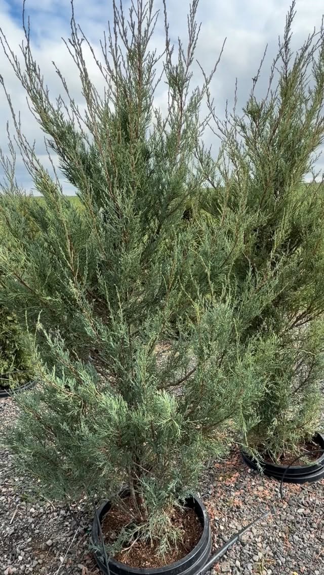Evergreens throwing a mood under our cloudy skies today ☁️🌲
.
.
.
.
#seedcupboardnursery #royalcitywa #centralwashington #gardencenter #evergreens