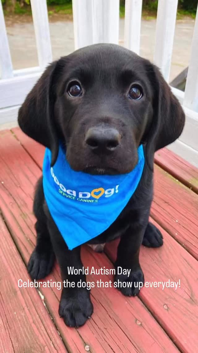 On World Autism Day, we’re grateful for the dogs who show up every day—serving, loving, and wholeheartedly adoring the people they support. 🧡🐾