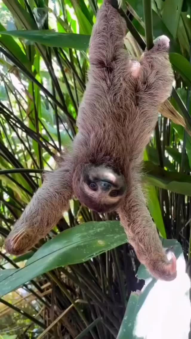 This is your sign to visit Costa Rica 🍃🦥
#costarica #costaricarealestate #investinparadise #costaricaliving