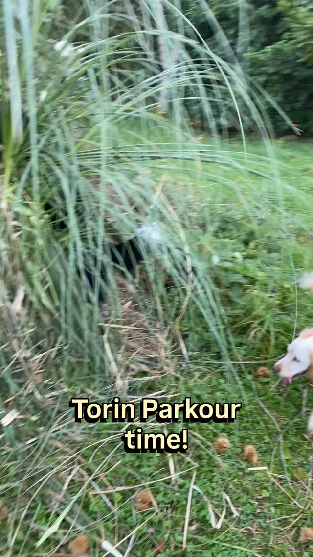 Parkour Time - Torin style! Be more Spaniel!! 💖
#activedogsnz #workingcockerspaniel #dogparkour