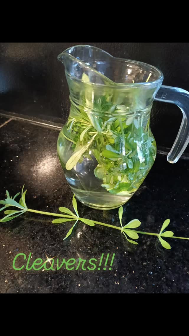 Cleavers!!! One of the best spring healing plants out there...cat approved!!! (They literally cry for me to pick it for them!) 🌿
My go to for it is the simplest thing... Just left overnight in water... absolutely delicious 😋... So refreshing, great for liver and lymphatic support.
Apollo and Ollie just like munching on it 🤣
Most people pull them up and discard as "weeds", but these are the plants that I actively encourage in my garden...along with nettles, dandelions, chickweed and clover
#cleavers #springtonic #greenwitch