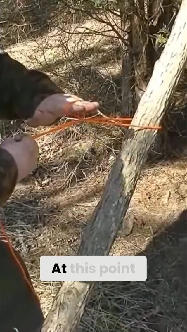 Master the Bowline, then learn the Siberian Hitch. Practice makes perfect. #KnotTying #Bushcraft #OutdoorSkills #CampingHacks #SurvivalTips #LearnToTie #CampcraftOutdoors
