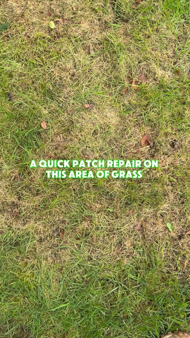 We’re back with another lawn patch repair and this time it’s full of moss and thatch. So here’s what you do to get it back to being lush, healthy and green grass:
- scarify to remove dead grass, moss and thatch
- aerate the area with a garden fork
- aWe’re back with another lawn patch repair and this time it’s full of moss and thatch. So here’s what you do to get it back to being lush, healthy and green grass:
- scarify to remove dead grass, moss and thatch
- aerate the area with a garden fork
- apply superseed
- apply top soil / dressing
- level out and water in
Simple as that 🌱
grass | patch repair | garden | gardening