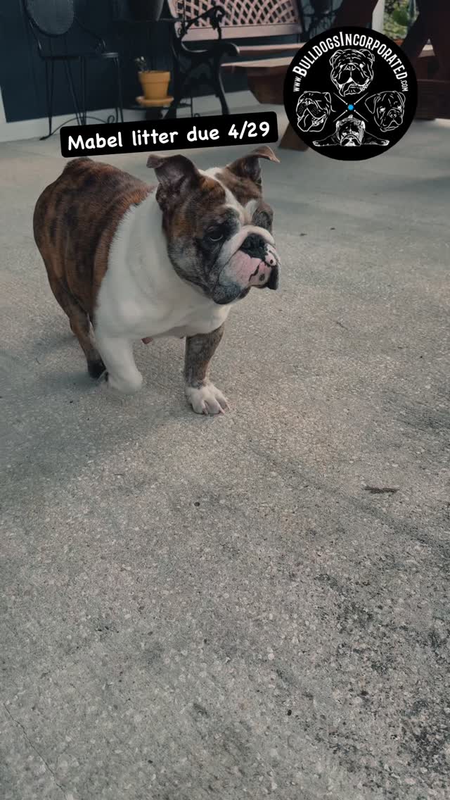 โจ Something magical is comingโฆ โจ๏ฟฝMabel is expecting her first litter on 4/29 ๐๐พ๏ฟฝWeโre counting down the days until the magic happens โจ
#MagicByMabel #bulldogsincorporated #PuppySeason #ComingSoon