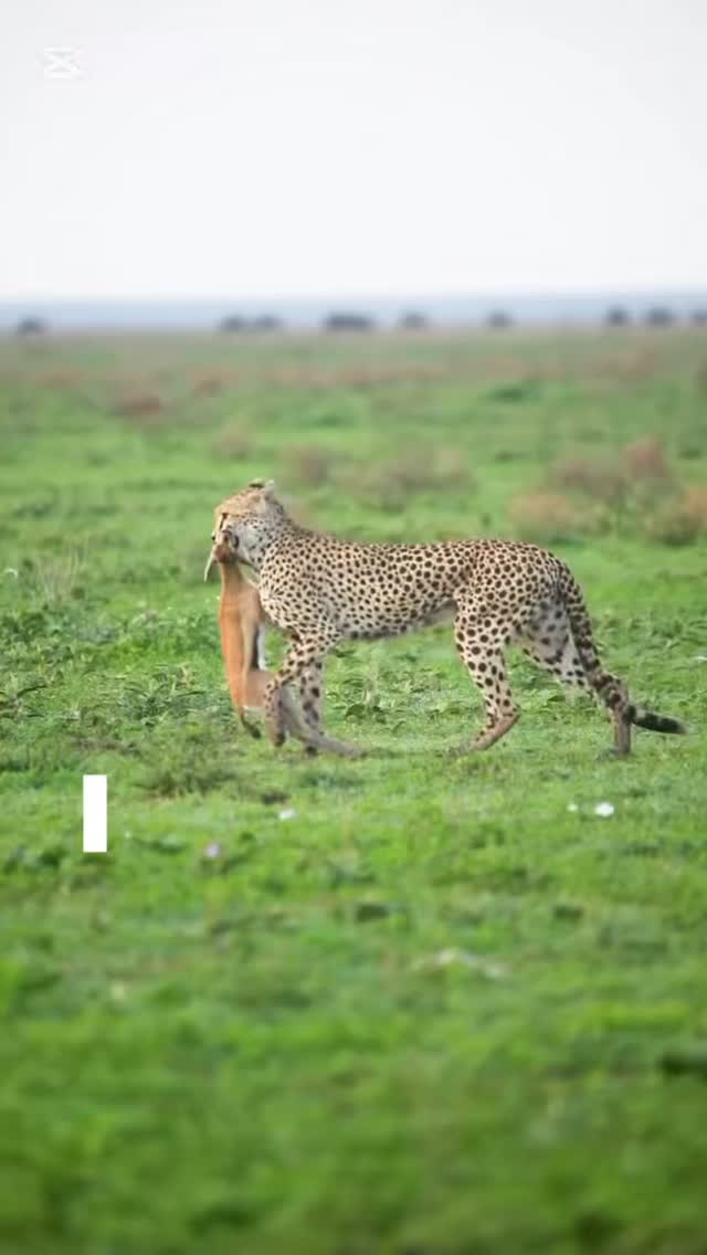 Mother of the Plains: Cheetah Feeding Cubs 🐆
A beautiful and emotional moment in Tanzania — a caring Cheetah brings food to her cubs after a successful hunt.
After using her incredible speed to capture prey, she returns to her young ones, showing true motherhood in the wild. The cubs gather around, learning how to survive while enjoying the meal.
This moment is not just about hunting — it is about care, protection, and the future of life in the wild.
📸 Rare and heartwarming wildlife moment
🌿 Real safari experience in nature
🐆 A perfect mix of power and love
✨ Discover unforgettable safari moments in Tanzania!
📲 https://wa.me/255744391567
🌍 www.meilleurtours.com
📧 meilleurtours@gmail.com
#MeilleurTours#TanzaniaSafari #Cheetah #WildlifeExperience #SafariLife NatureInAction ExploreTanzania AfricanSafari WildlifePhotography