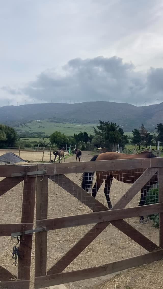 Cada día se da su premio
para haber
hecho una
vuelta antes
de comer🤣
Every day she is giving herself a treat for running to the other pastors quickly before having breakfast 🤣
#funnyhorses #lol #caballosjovenes #potros #gracioso